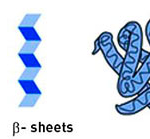 Структурна організація білків